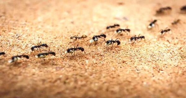 घर में चीटियों