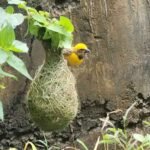 प्रकृति के इंजीनियर: