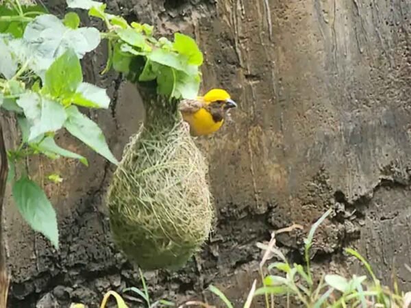 प्रकृति के इंजीनियर: