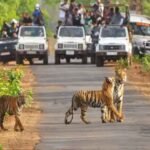 एमपी के टाइगर रिजर्व में घूमना अब महंगा: