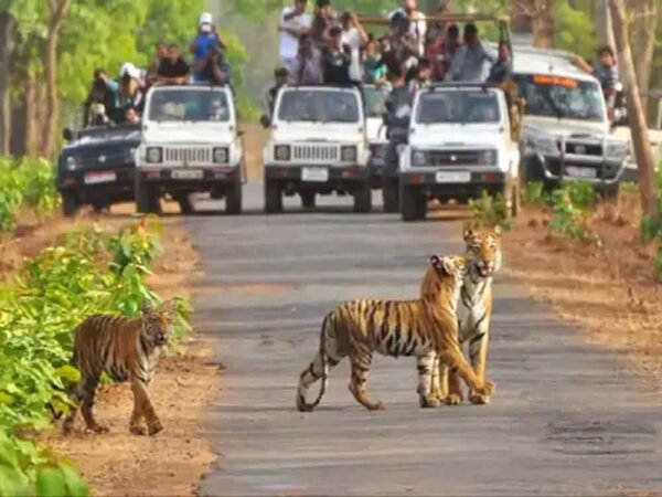 एमपी के टाइगर रिजर्व में घूमना अब महंगा: