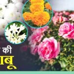 परंपरा से नवाचार की ओर, फूलों की