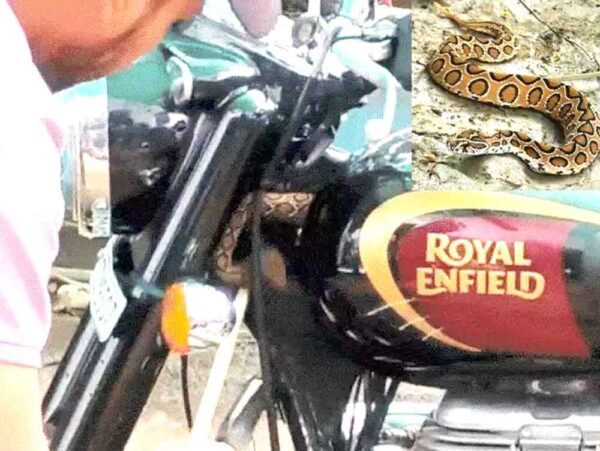 बाइक में छिपा था ज़हरीला रसेल