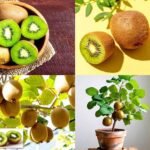 कीवी: छोटा फल, बड़े फायदे — पाचन