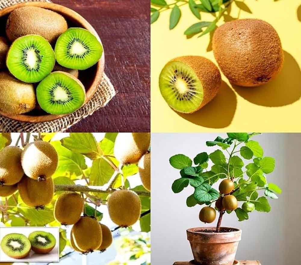कीवी: छोटा फल, बड़े फायदे — पाचन
