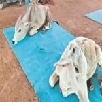 गौसेवा से आत्मनिर्भरता की ओर: मप्र की