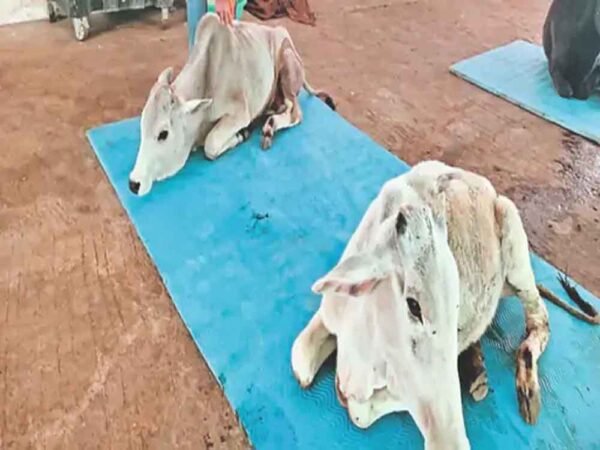 गौसेवा से आत्मनिर्भरता की ओर: मप्र की