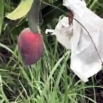 फ्रूट फेस्टिवल में मियाजाकी