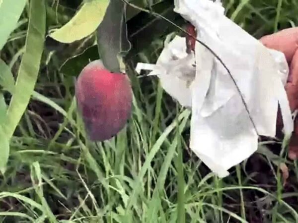 फ्रूट फेस्टिवल में मियाजाकी