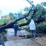 पेड़ गिरने से एमएलबी स्कूल की बाउंड्री