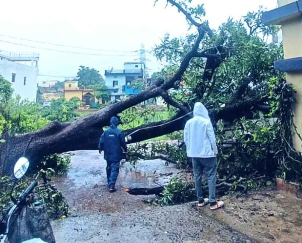 पेड़ गिरने से एमएलबी स्कूल की बाउंड्री