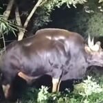 चिचोली रेंज में भी दिखाई दिया वन्य