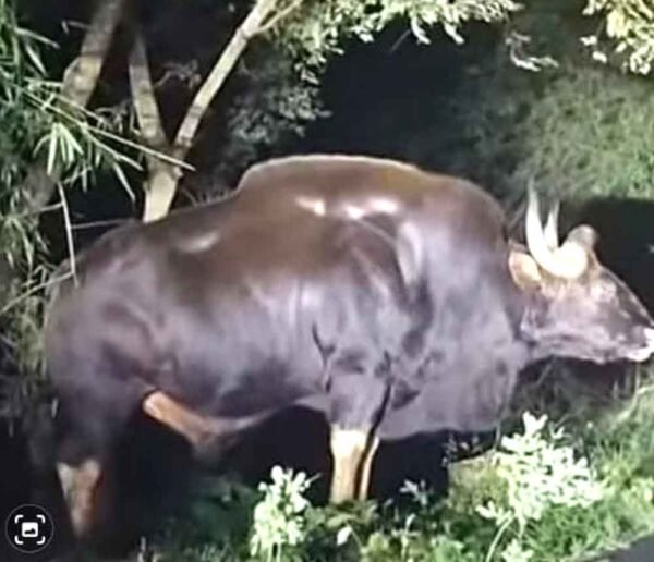 चिचोली रेंज में भी दिखाई दिया वन्य