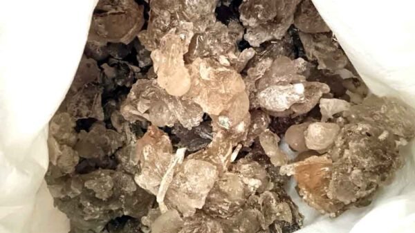 गोंद माफिया सक्रिय : केमिकल इंजेक्शन