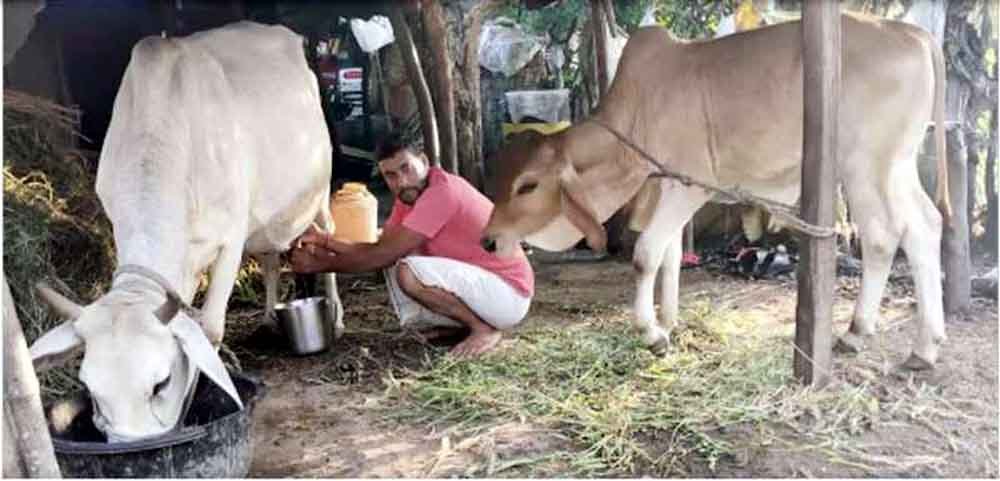 अनोखा गांव: जहां दूध बेचना मना