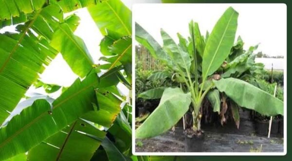 घर में केले का