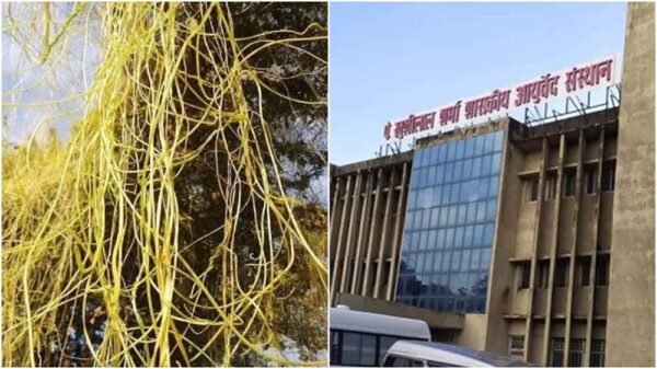 अमरबेल से पीलिया का इलाज संभव