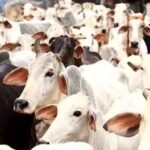 पुलिस ने बरामद किया