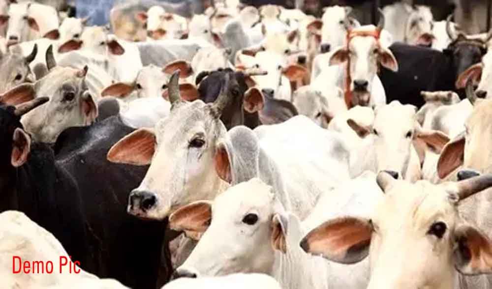 पुलिस ने बरामद किया