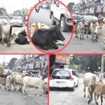 भीषण हादसा : ट्राले ने 10 गायों को कुचला