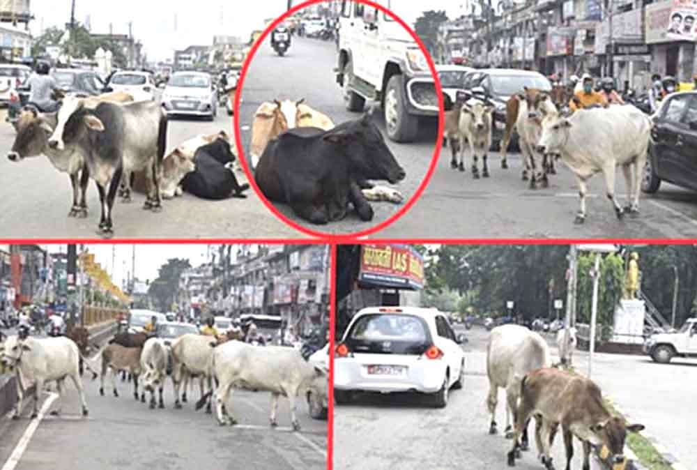 भीषण हादसा : ट्राले ने 10 गायों को कुचला