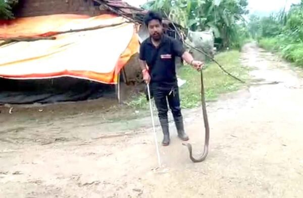 घर में निकला 5 फीट लंबा कोबरा, सर्पमित्र