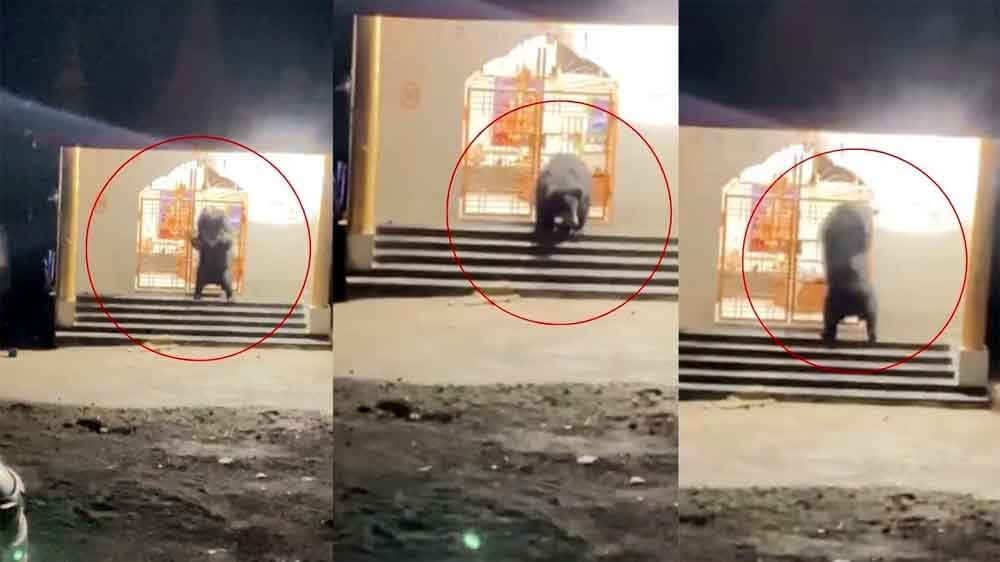 शिव मंदिर में पहुंचा भालू, घंटी बजाते वीडियो