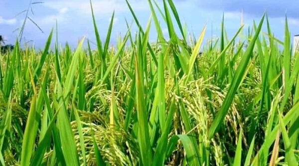 खरीफ फसल बीमा की तारीख बढ़ी,