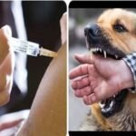 स्ट्रे डॉग्स पर सुप्रीम कोर्ट का नया आदेश