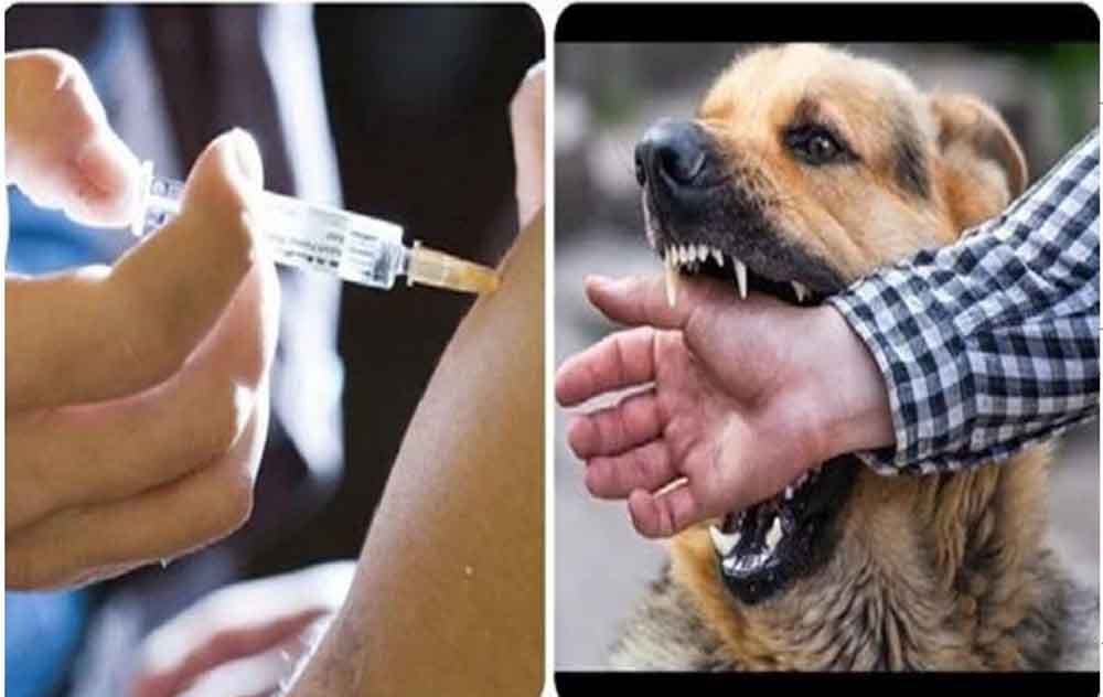 स्ट्रे डॉग्स पर सुप्रीम कोर्ट का नया आदेश