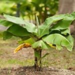 आस्था और अध्यात्म: केले के पौधे का