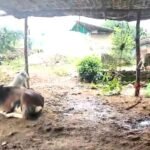 कार में भरकर ले