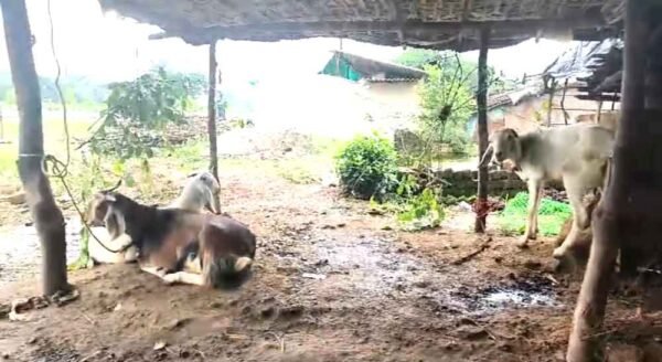 कार में भरकर ले