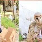 मिला दुर्लभ 'हिमालयन वुड आउल',