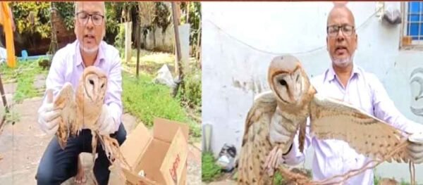 मिला दुर्लभ 'हिमालयन वुड आउल',