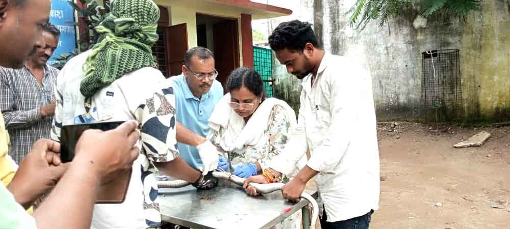 घायल सांप का