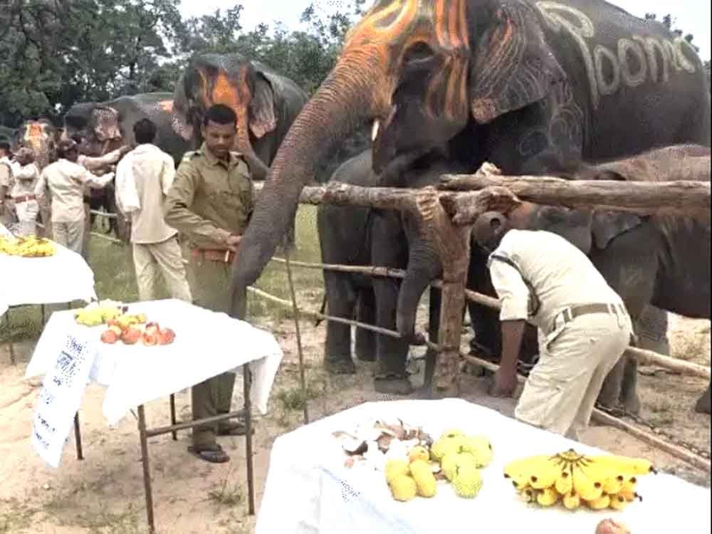 बांधवगढ़ टाइगर रिजर्व में हाथियों