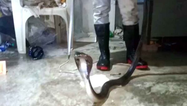 घर में घुसा 5 फीट लंबा कोबरा