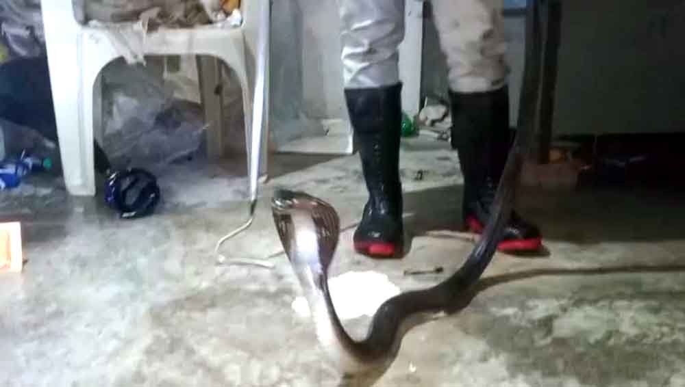 घर में घुसा 5 फीट लंबा कोबरा