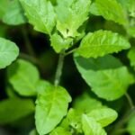 तुलसी के पौधे की