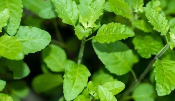 तुलसी के पौधे की