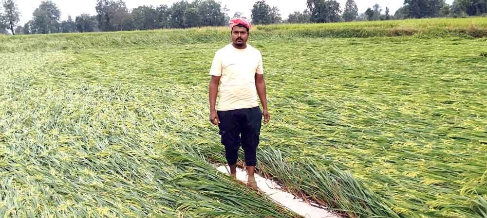 आंधी-बारिश से बर्बाद