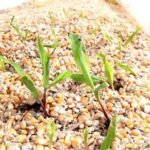 बारिश से मक्का और सोयाबीन की