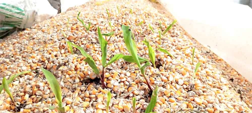 बारिश से मक्का और सोयाबीन की