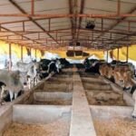 मध्यप्रदेश में धीमी रफ्तार से चल रहा नस्ल