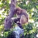 पेड़ से हुई नोटों