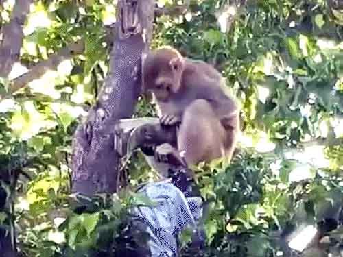 पेड़ से हुई नोटों