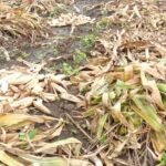 किसानों के मंसूबों पर बारिश का