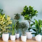 वास्तु के अनुसार कौन से पौधे शुभ, कौन से