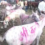 गधों का मेला शुरू: ‘सलमान’,